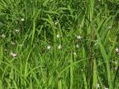 湿原のなかでも、特に草丈が低く良好な湿原植生の場所に生育する。